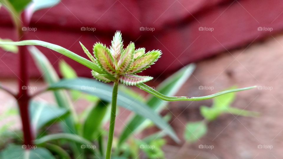Nature, Flora, Leaf, No Person, Flower