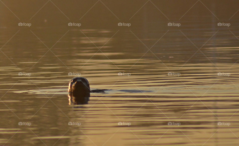Curious Seal