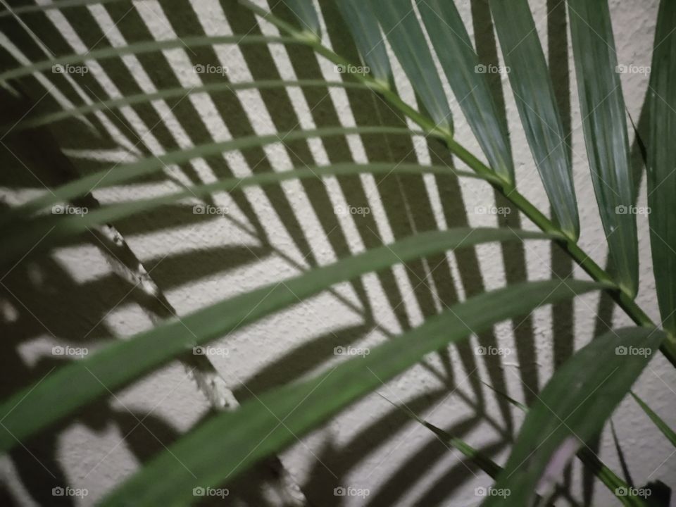 Palm Tree leaves shadows always gives you best photography look