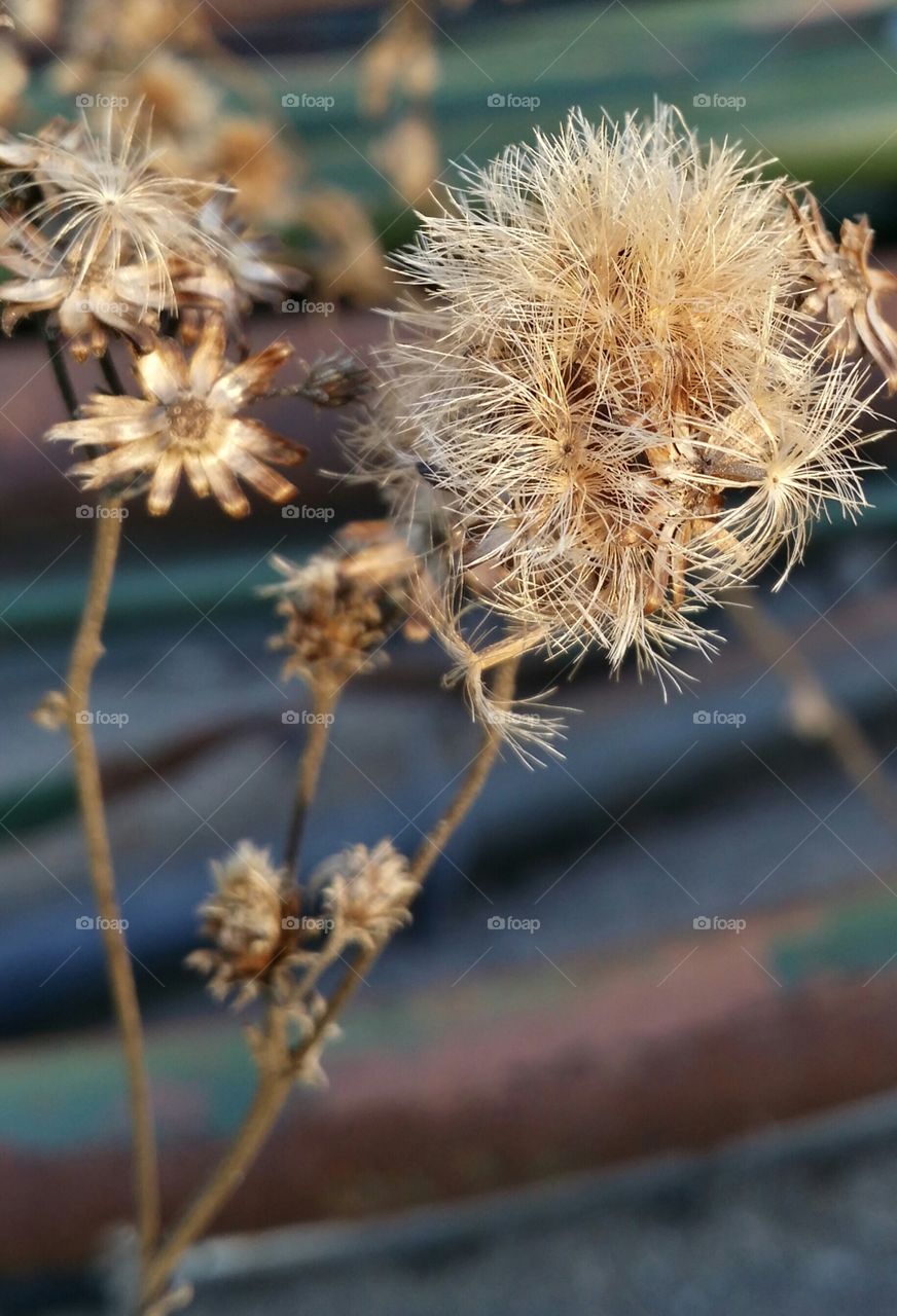 A dried weed outside in natural light