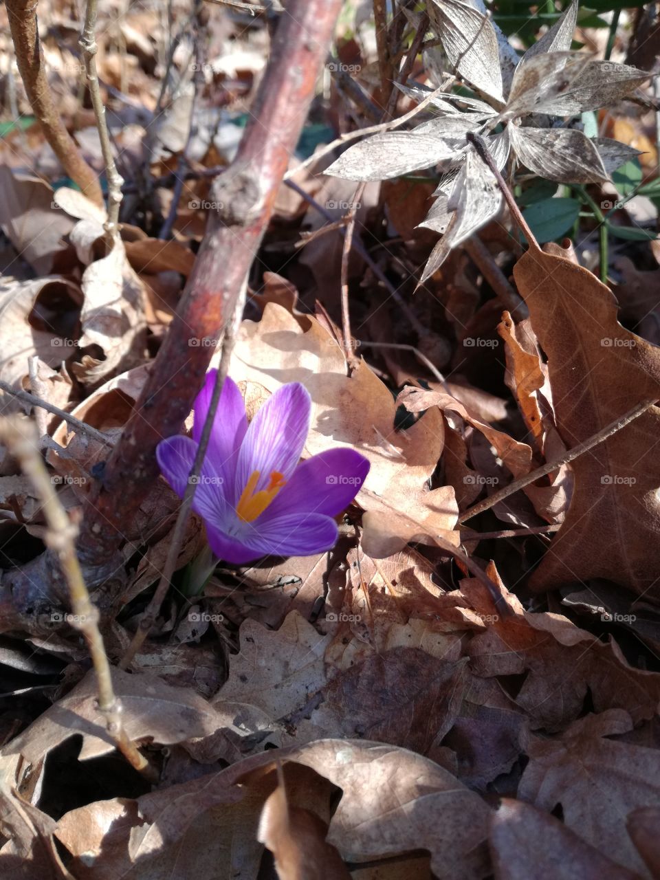 A new time. Crocus is already here