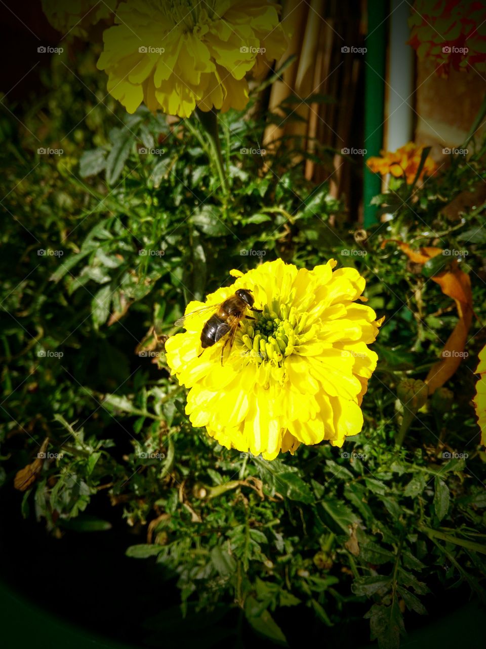 bee on marigold