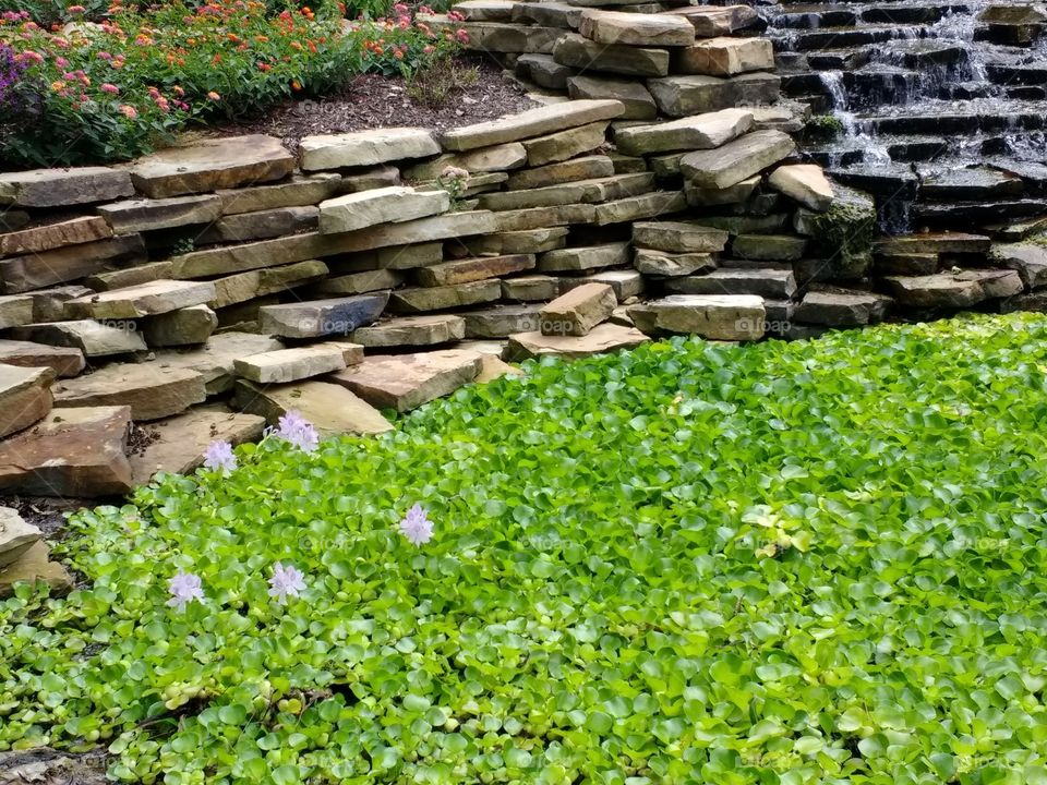 Water Lily Abundance