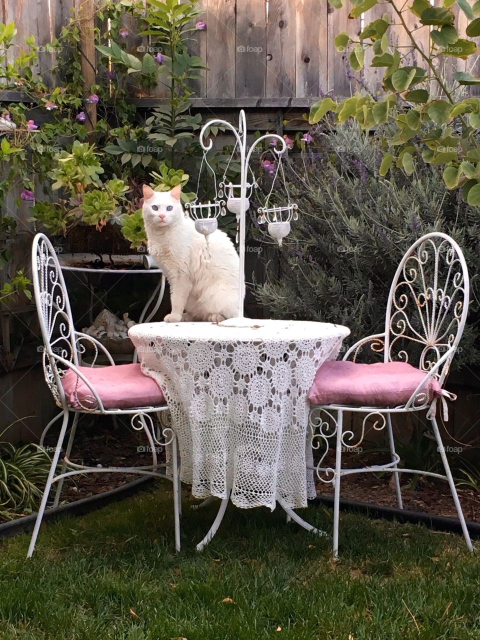 Garden kitty cat ready for a tea party.  