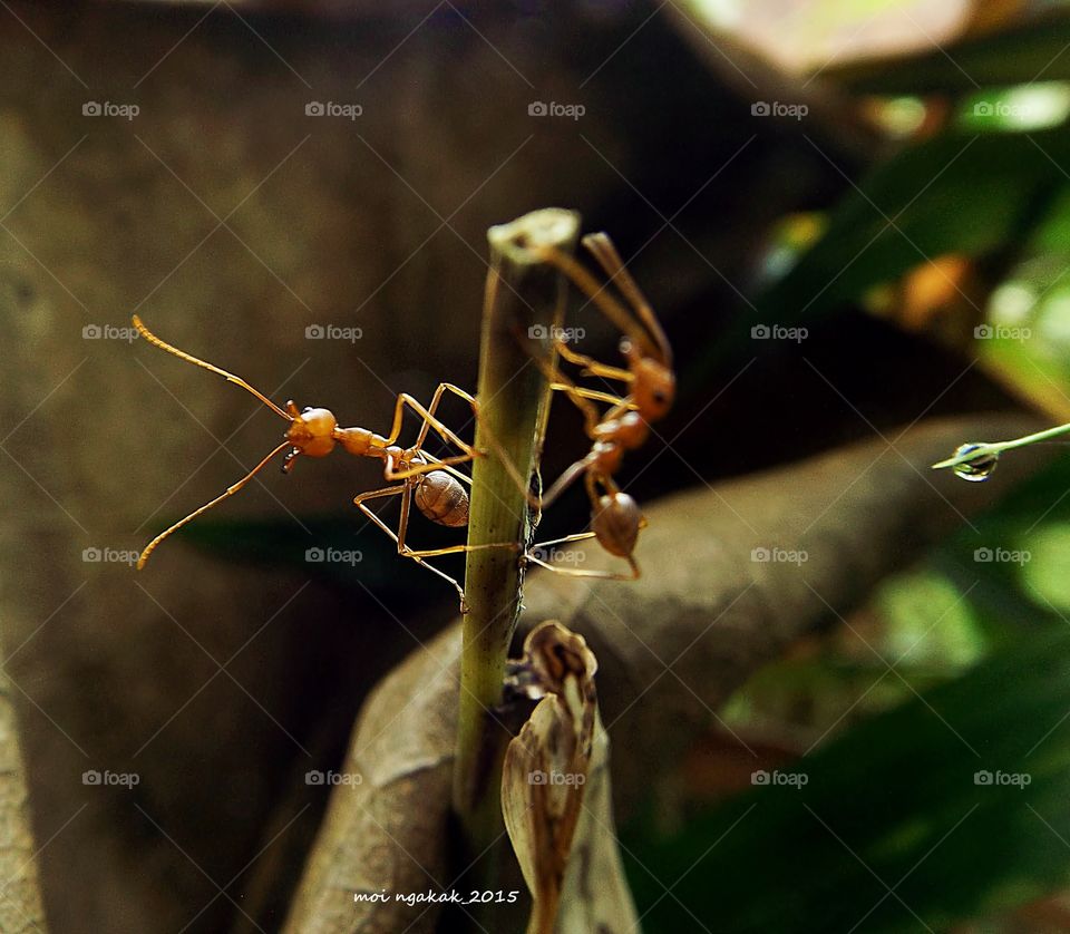 the colony of ants. the ants climb up