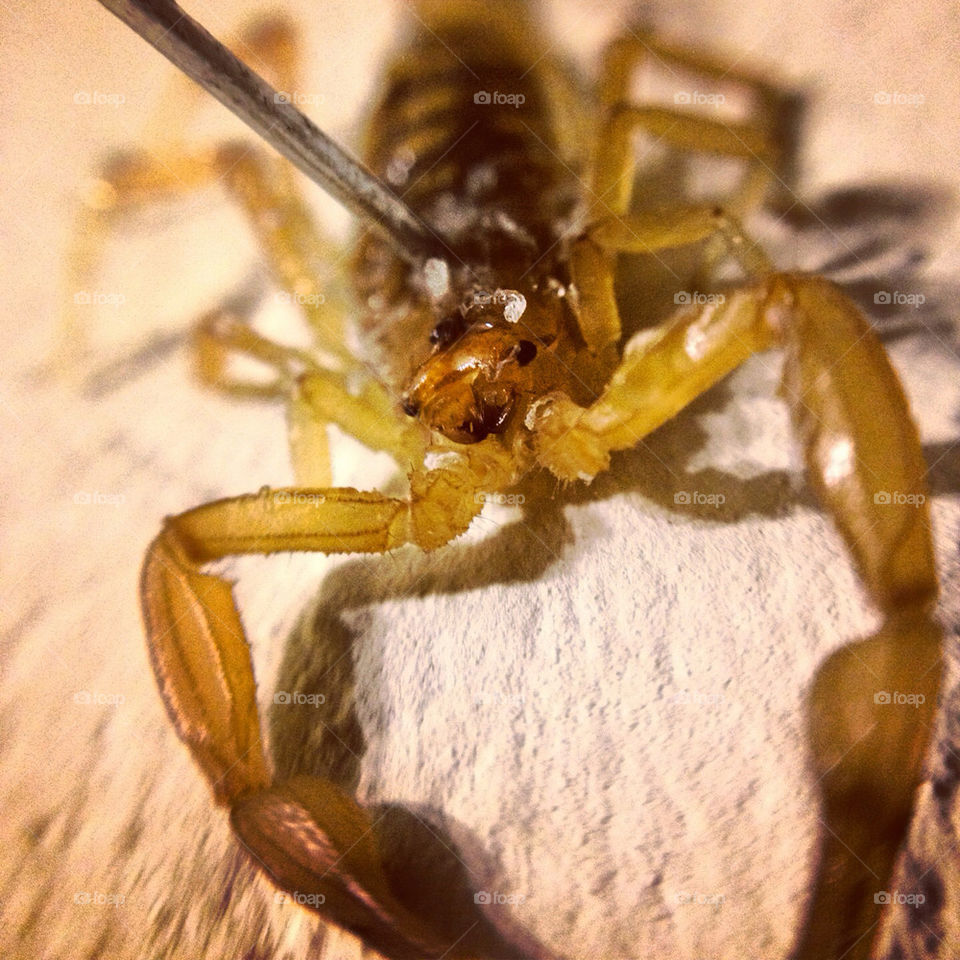 poisonous deadly scorpion by clujeanul