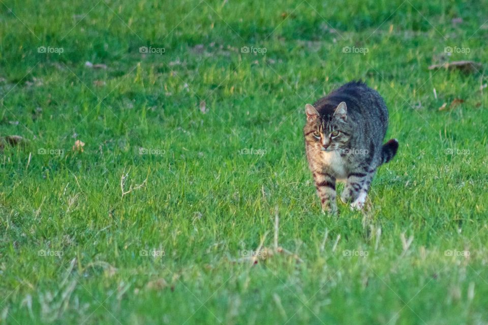 A grey tabby walking through bright green grass 