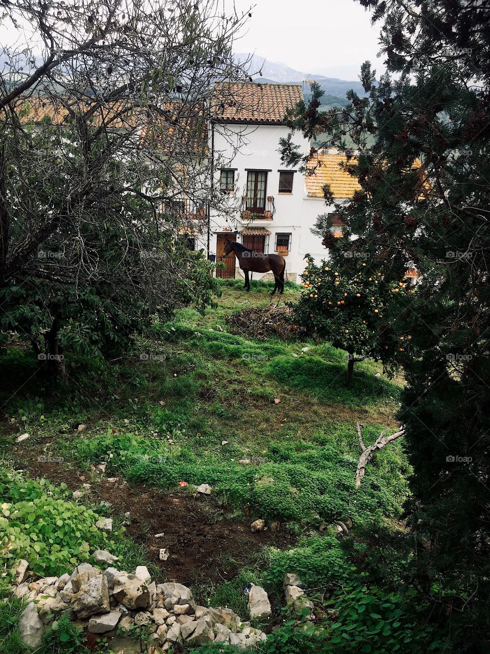 A horse in my garden