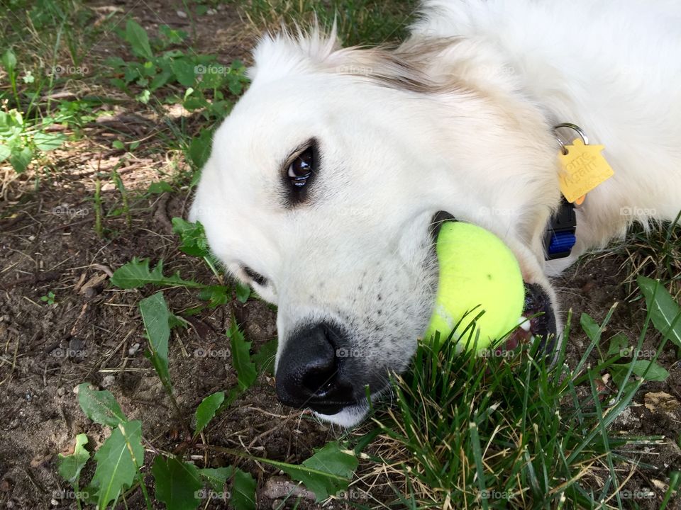 Tennis balls make me happy