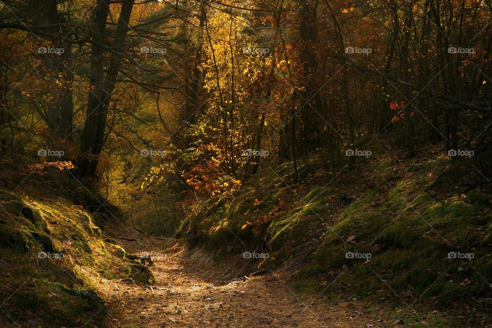 Forest path in the autumn forest