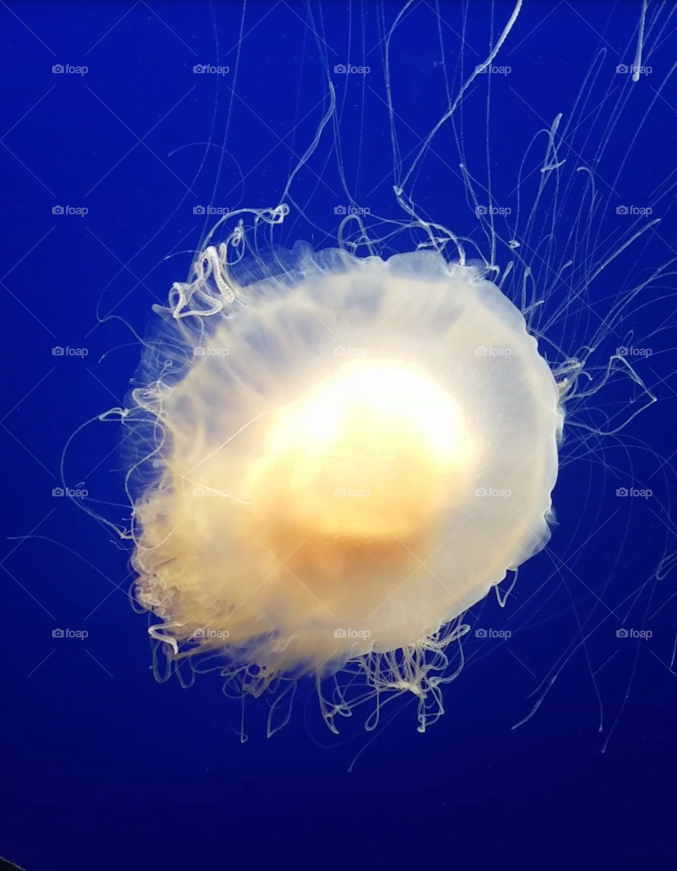 Egg Jellyfish