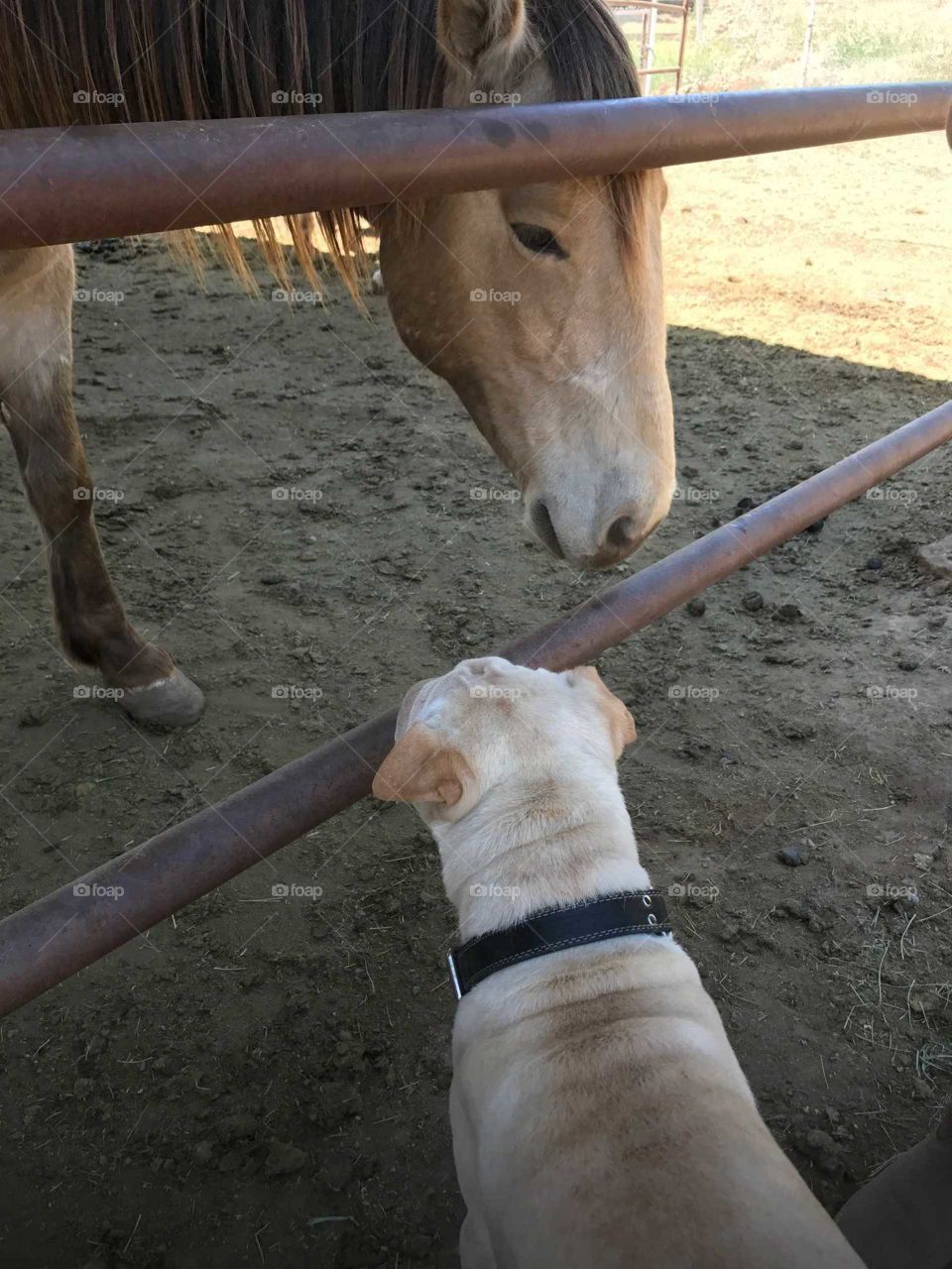 Horse and Dog Love