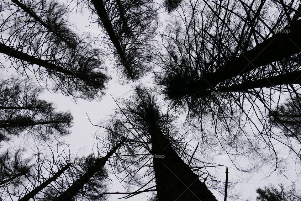 Silhouettes of spruce trees in the forest, photographed from below