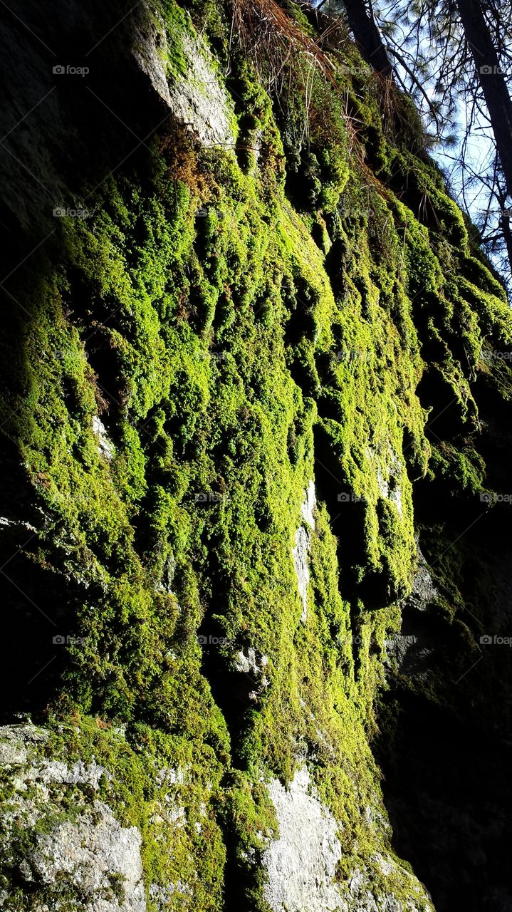 Enchanted Forest. Moss covered cliffs in early afternoon late winter light