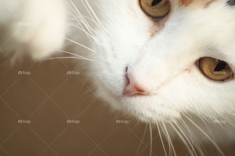 Close-up of cat face