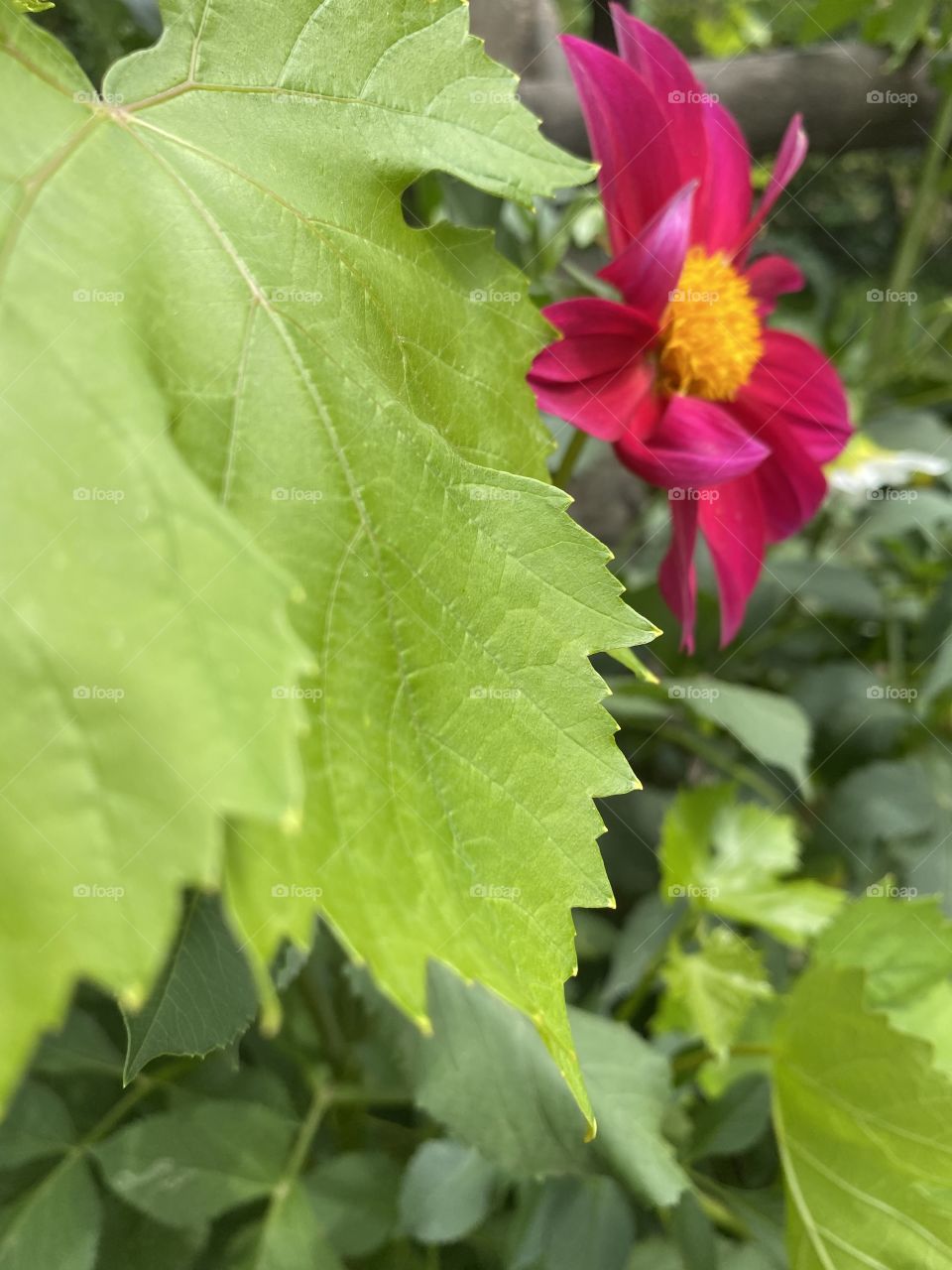 A herd of sheep slowly grazes over the bucolic landscape.
