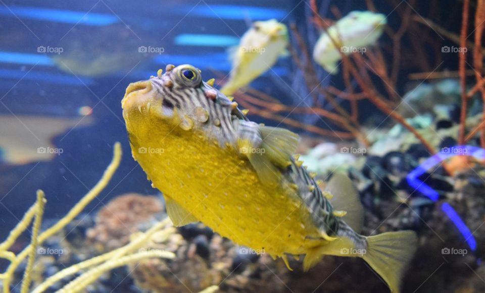 Hello yellow fish 