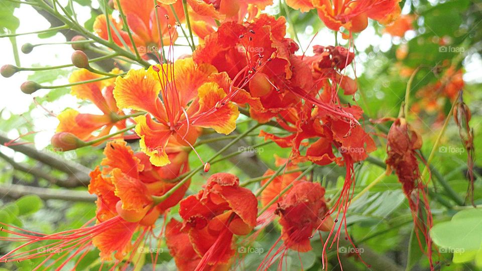 Caesalpinia pulcherrima, species of flowering plant in the pra family. Common names: poinciana, peacock flower, red bird of paradise, Mexican bird of paradise, dwarf poinciana, pride of Barbados, flos pavonis and Flamboyant Mirim.