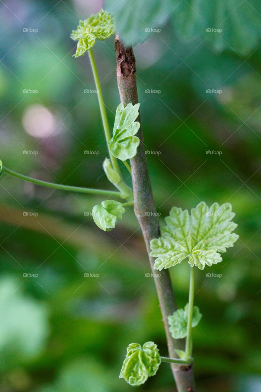 New life growth in nature 