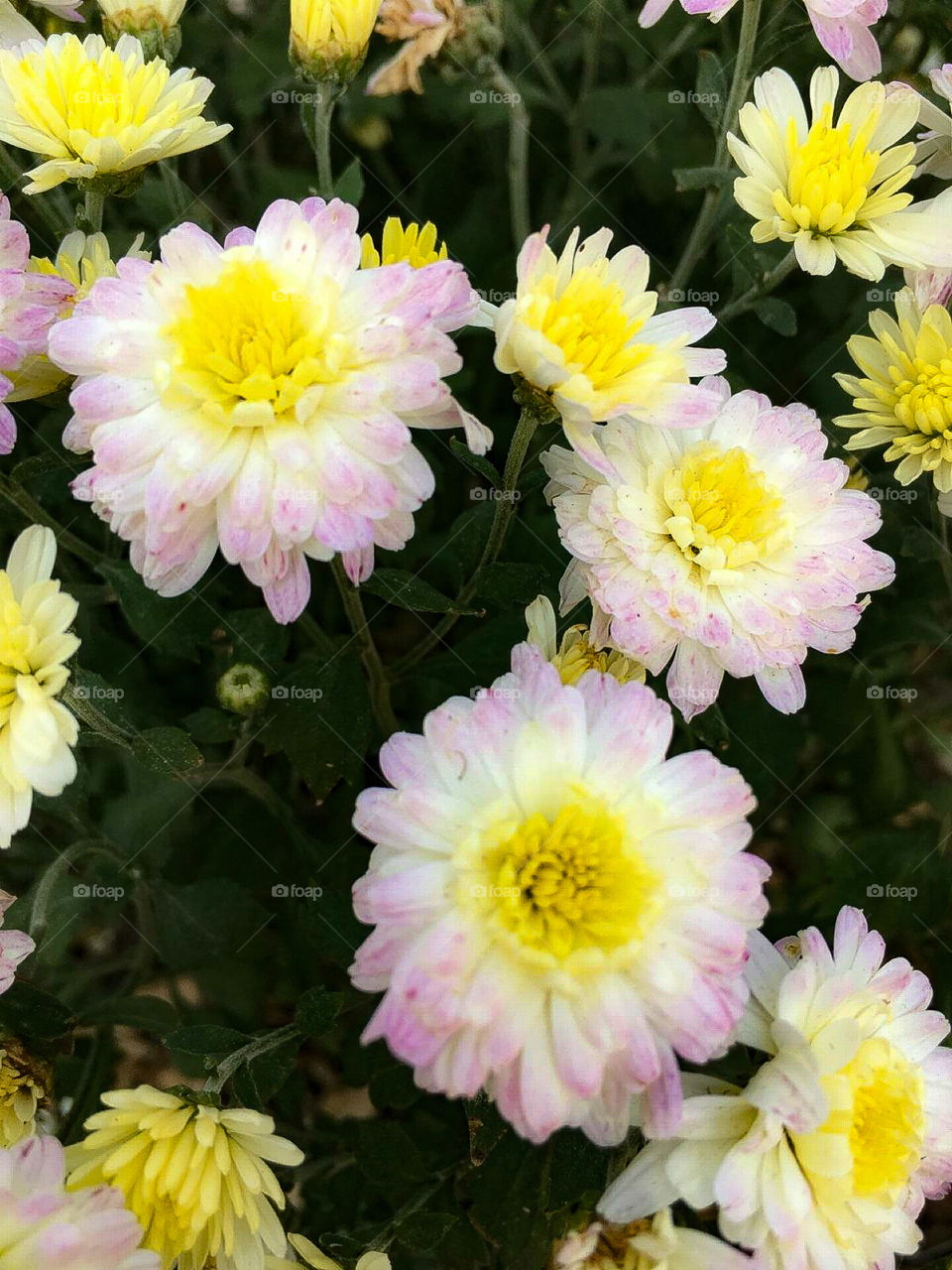 Blushing Mums