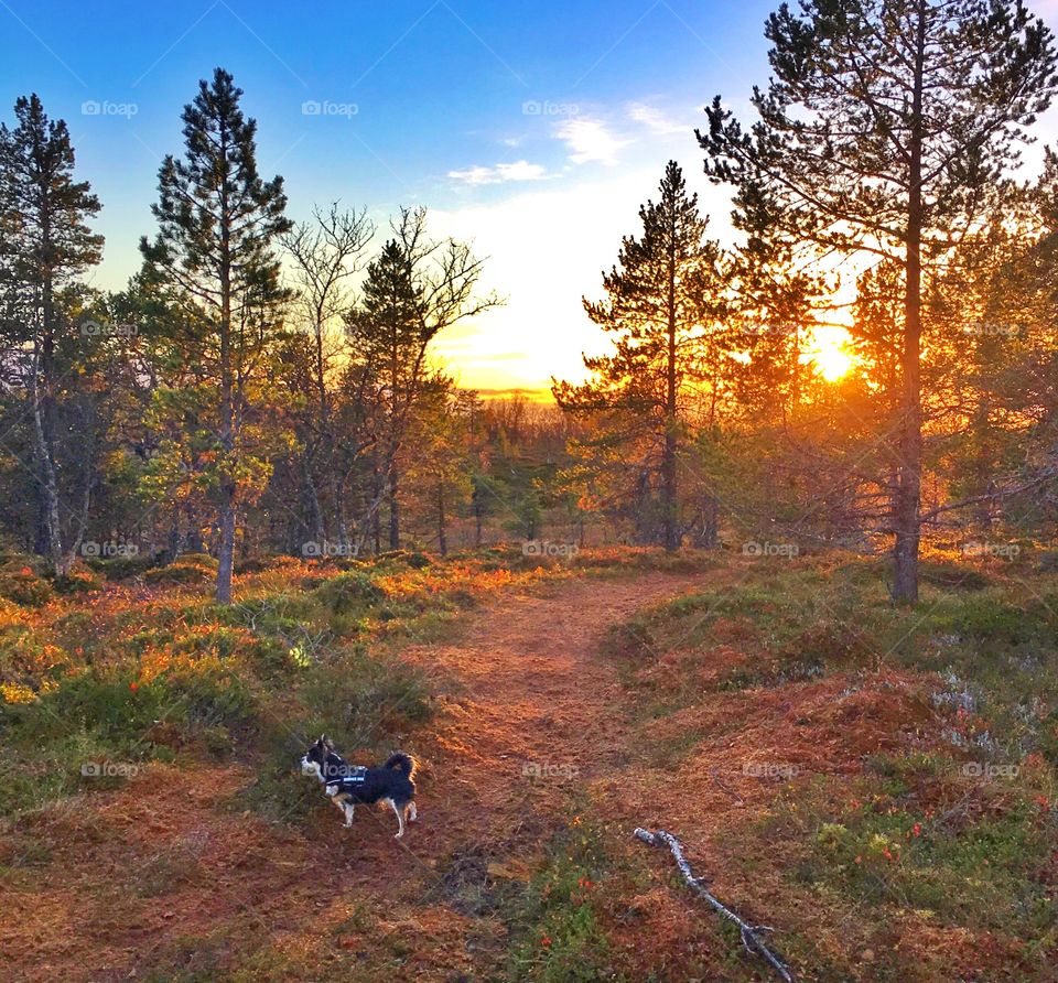 Autumn in the forest 