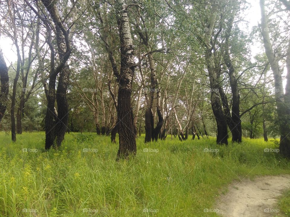 trees birch valley