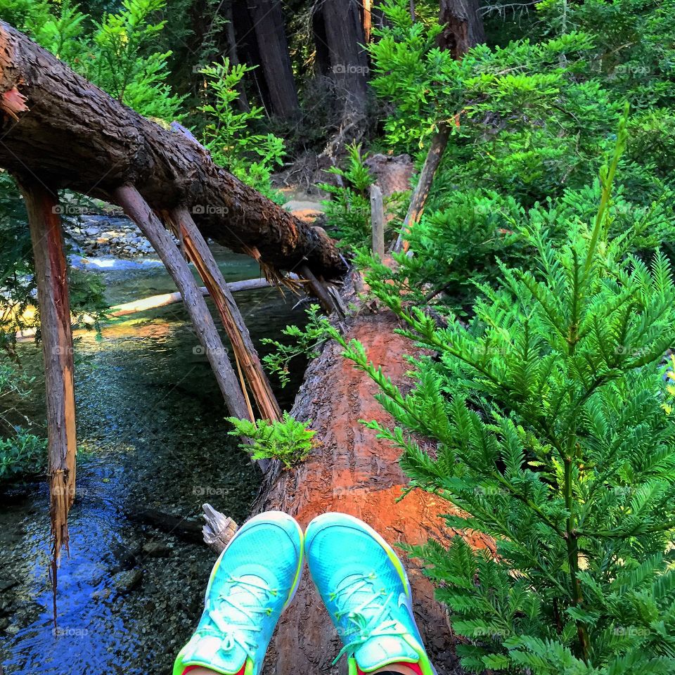 Wood, Nature, Tree, Water, Park