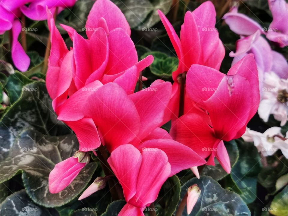 Plant green house Park colors greens