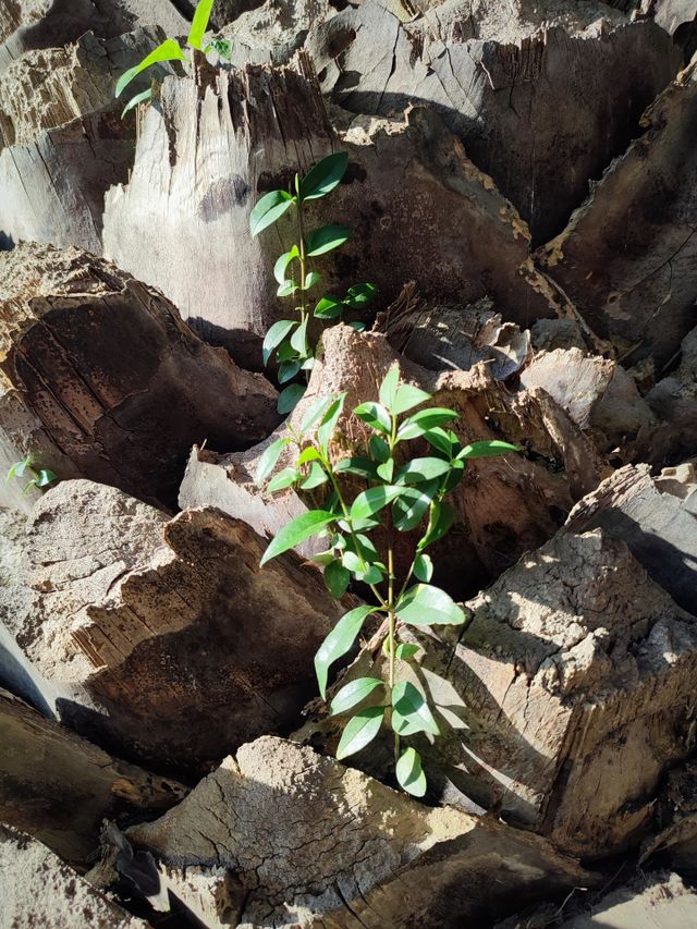 Plant growing out of palm tree