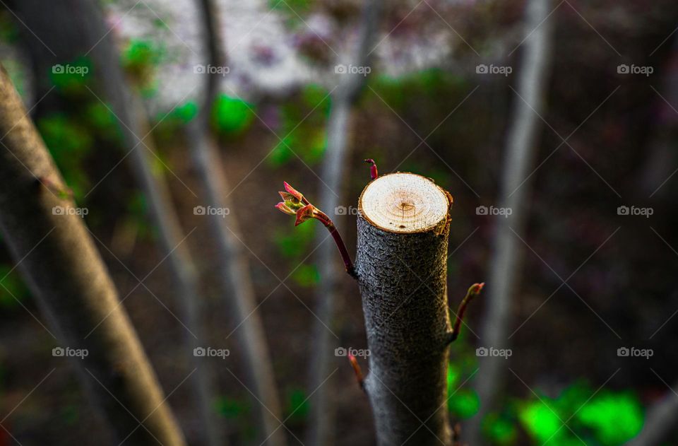 A branch of plant presenting the arrival of spring with tiny flower.