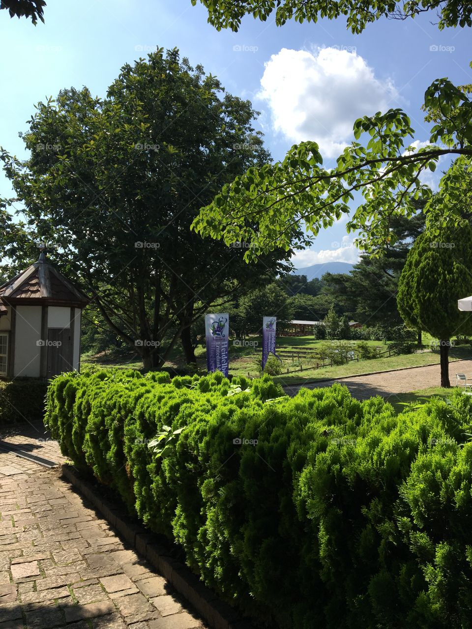 Garden, Tree, No Person, Park, Landscape