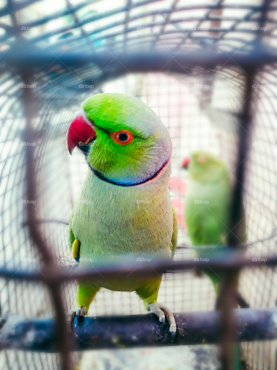 parrot in the cage