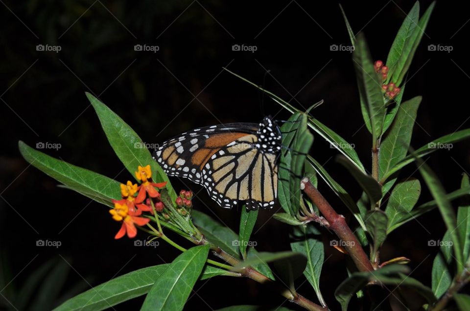 Night time monarch