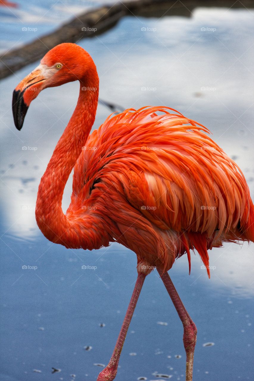 American flamingo close up