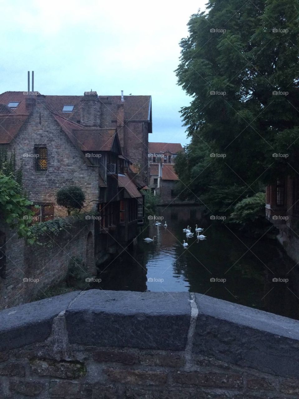 Swans in Brugge . Pond in Brugge Belgium 