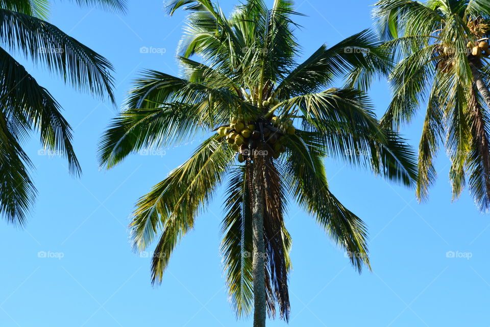 Coconut palm 