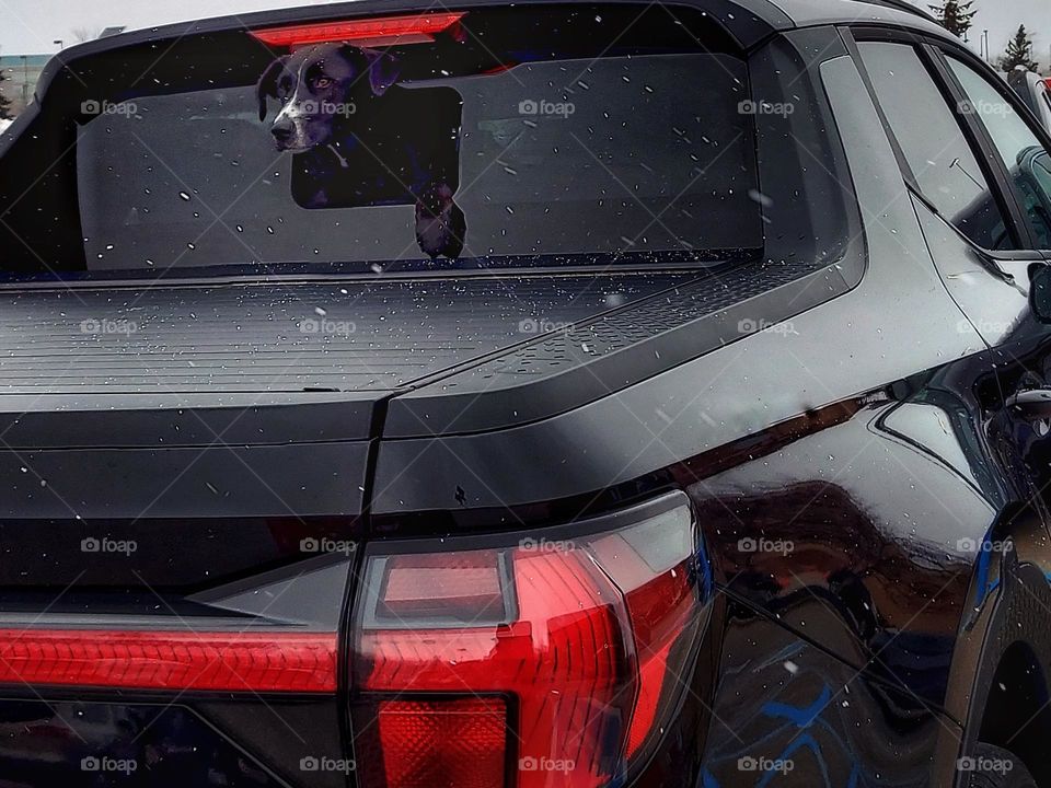 Dog in Truck Window