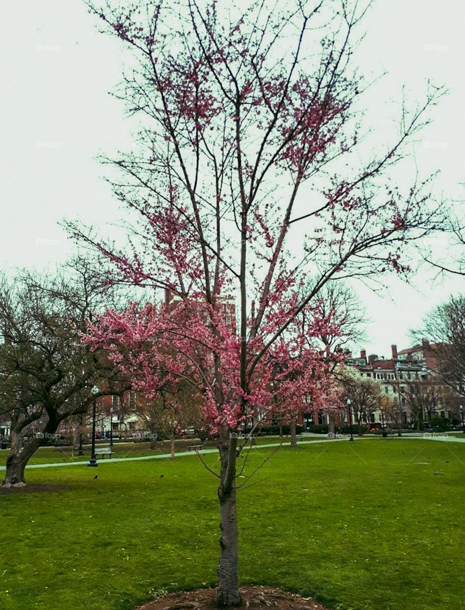 Cherry Blossom