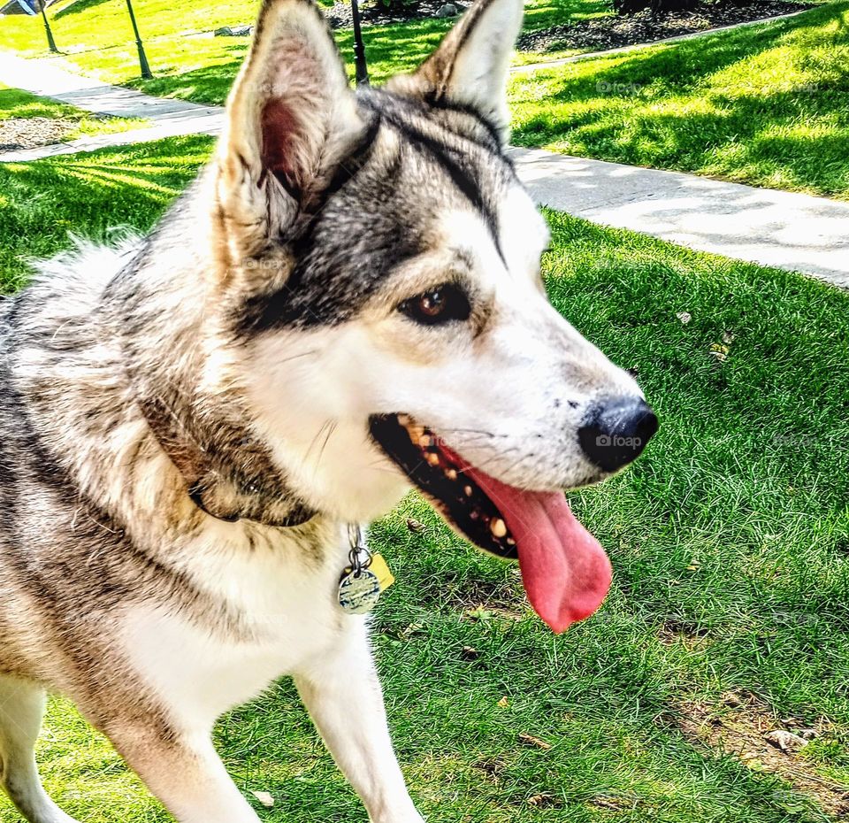 Grey Husky