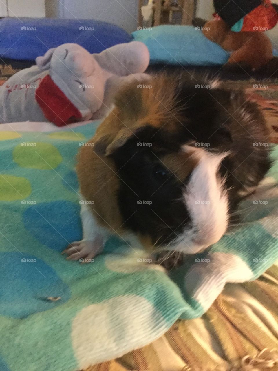 Guinea pig Sammy playing 