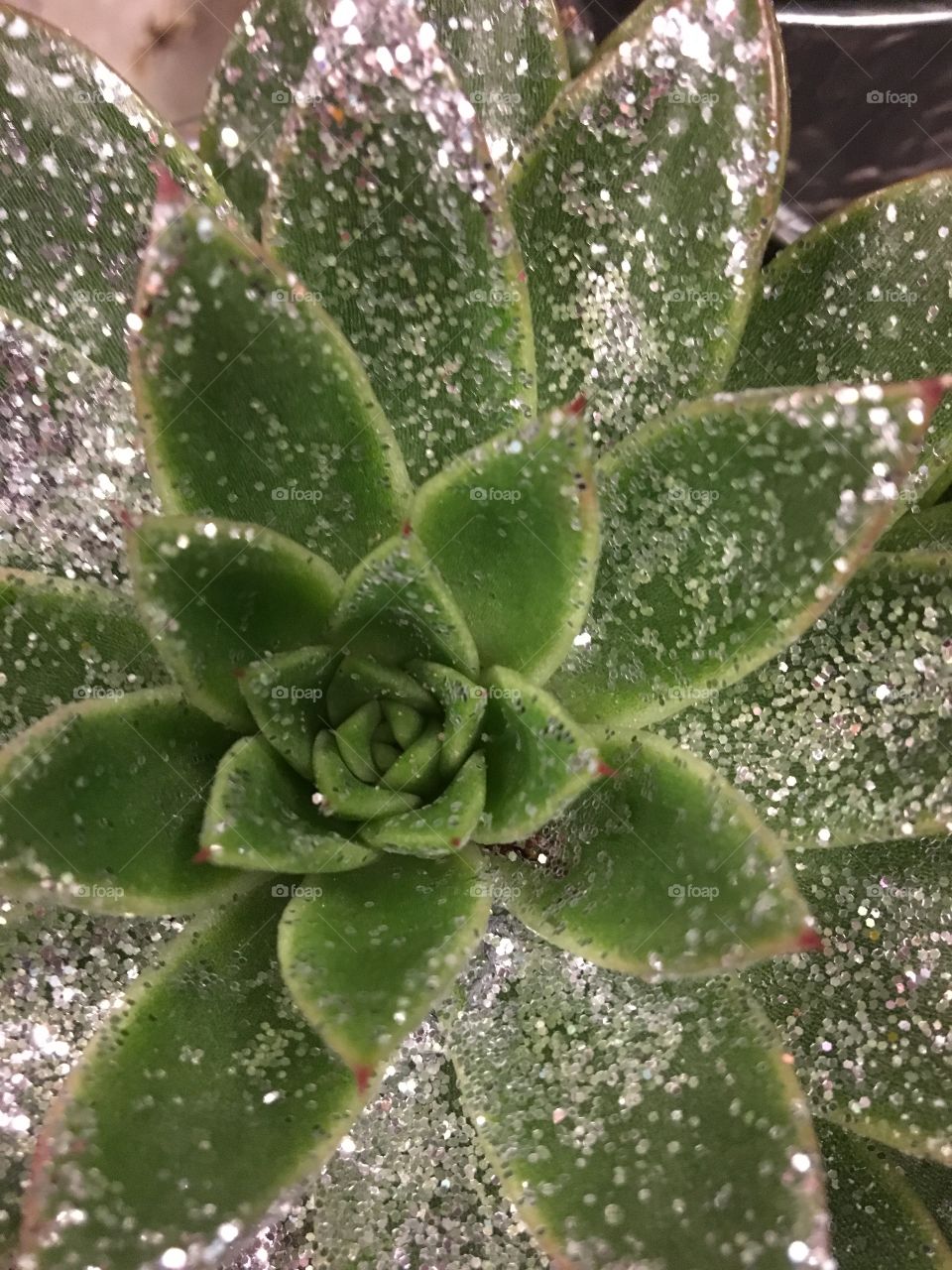 Sparkning succulent