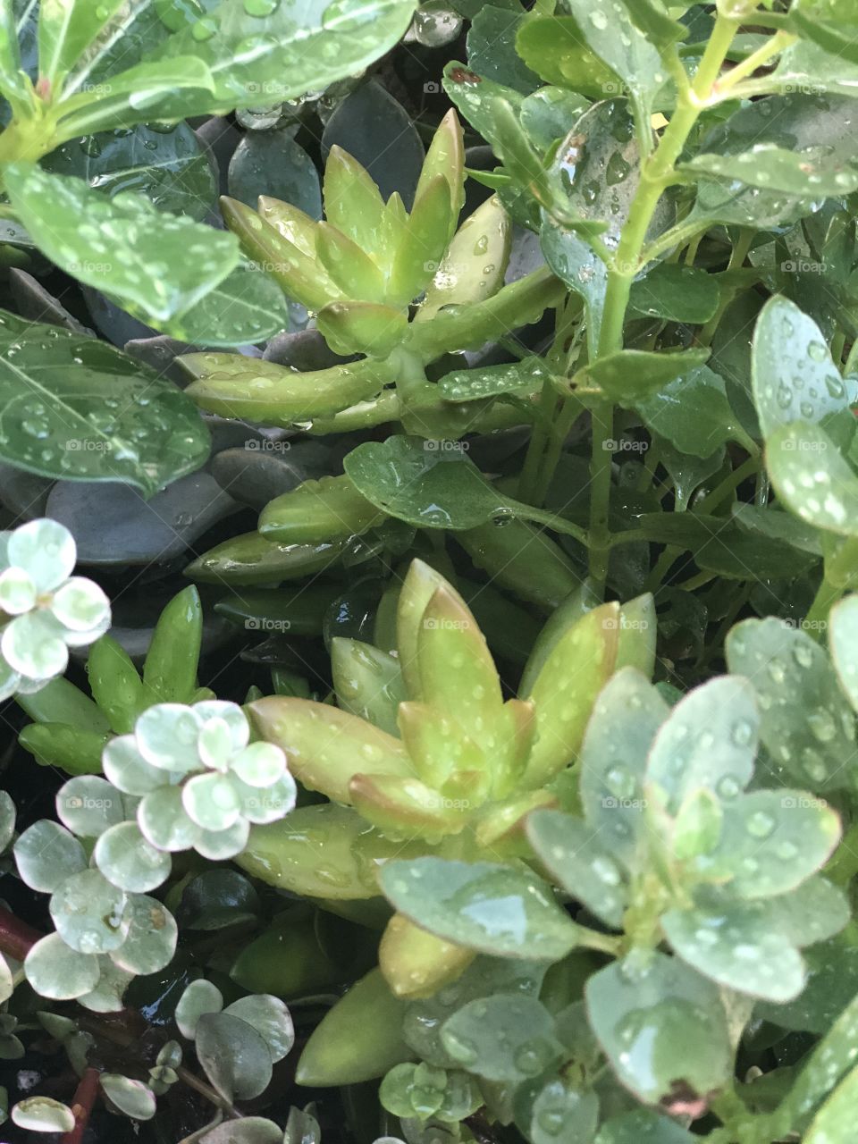 Rainfall Succulents 