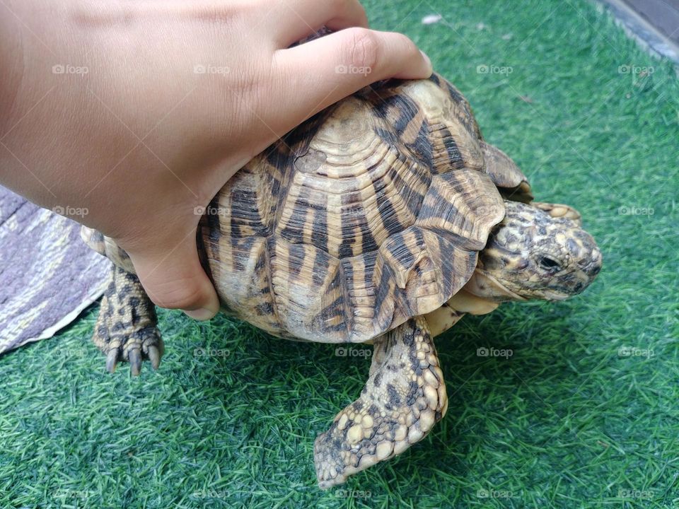 turtle