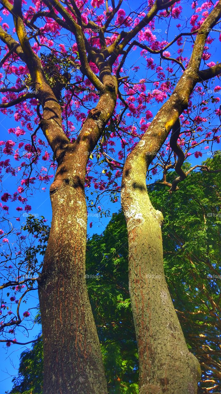 tree ipê rosa pink