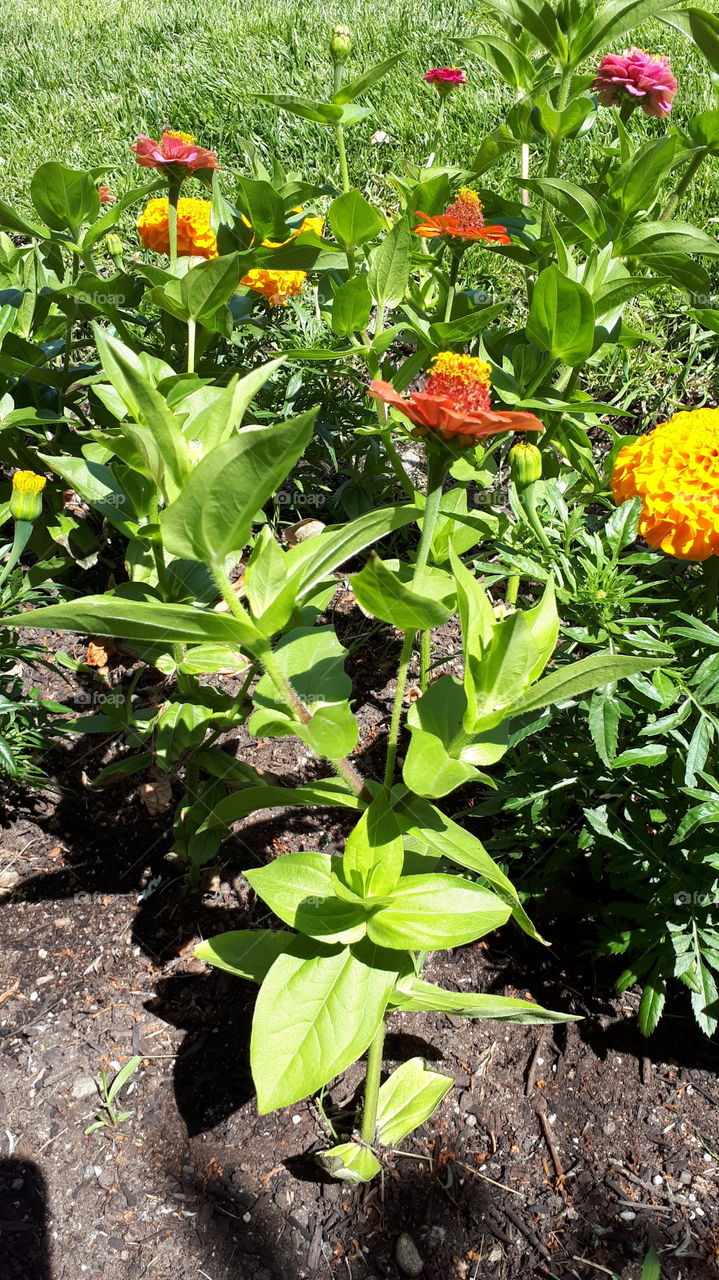 Marigolds and orange flowers in the sun