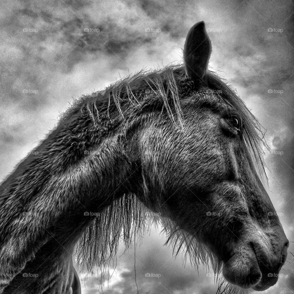 Rambo the Horse looking Epic.
