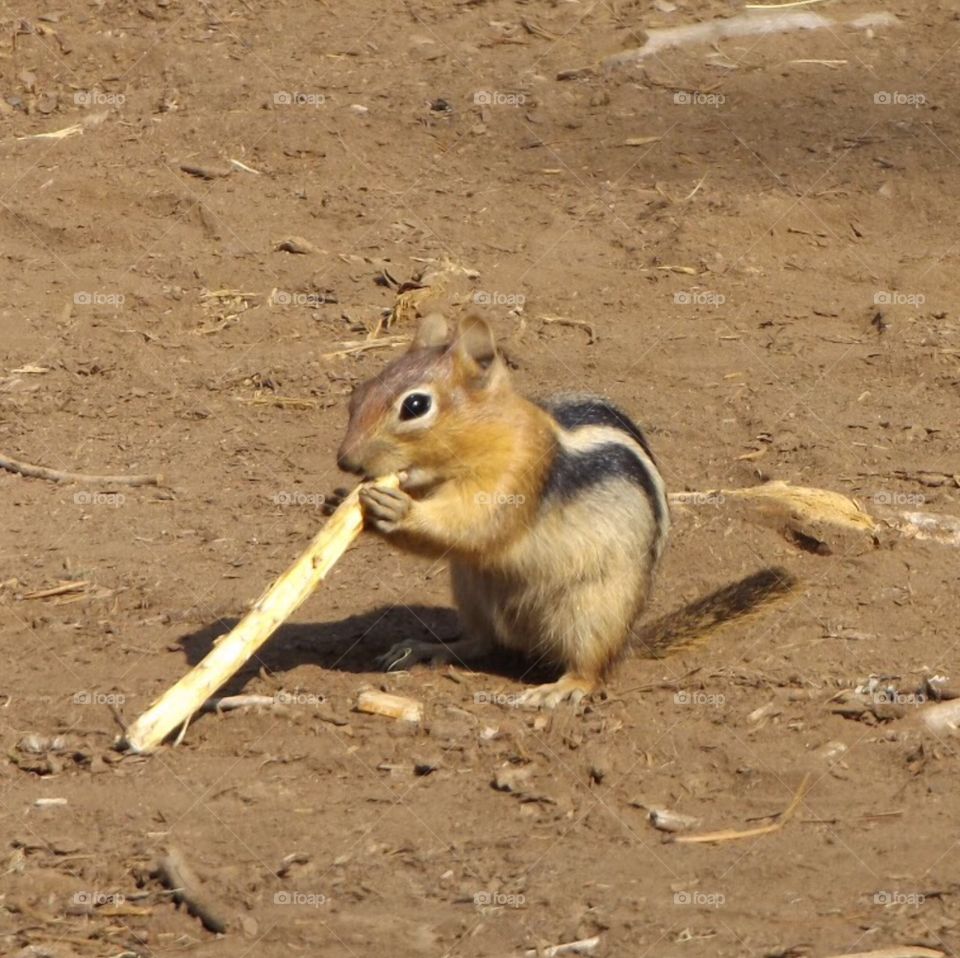 Chipmunk 