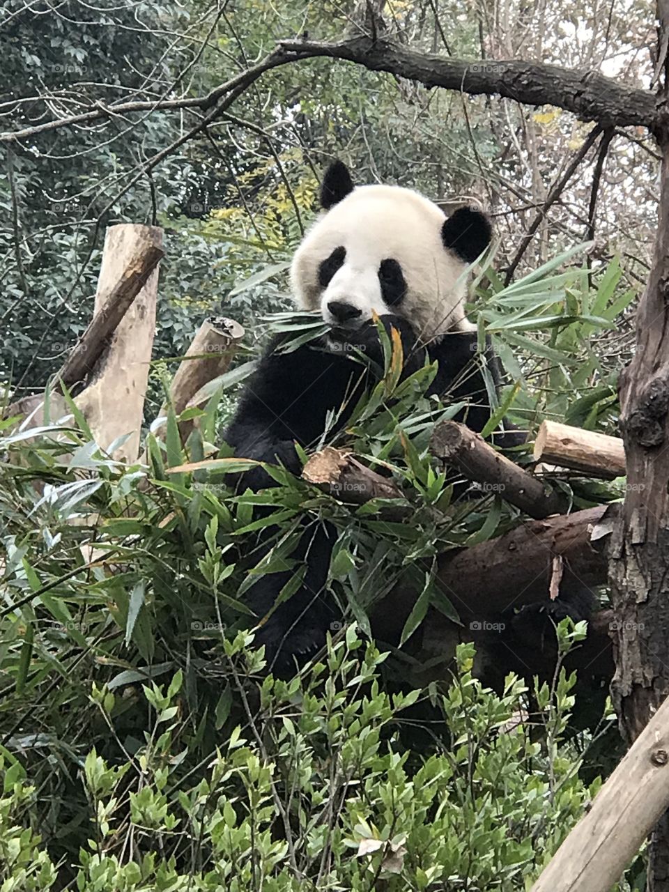 panda