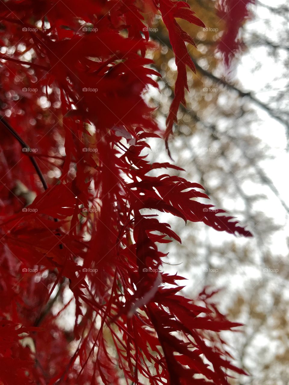 Red leaves on a little tree—taken in Dyer, Indiana 