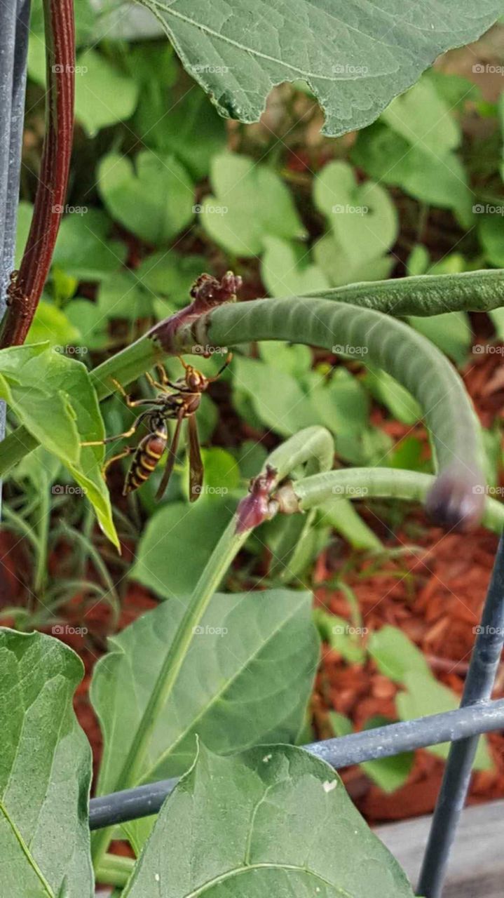 sharing with the wasp